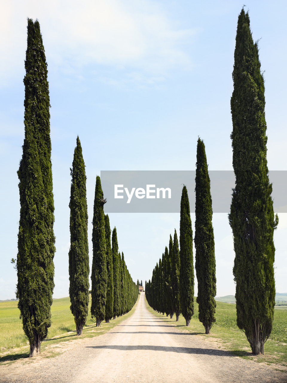 Rows of cypress trees growing along country road