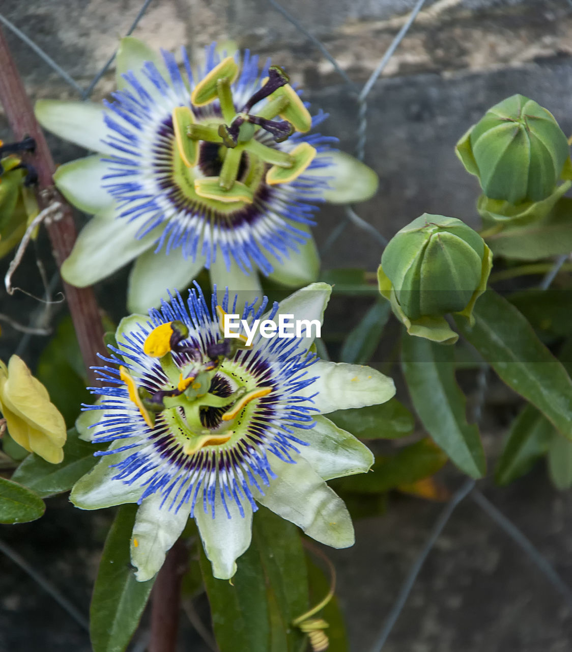 Close-up of purple flower in bloom