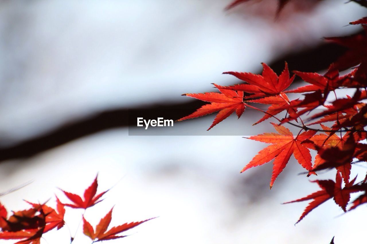 Close-up of red leaves