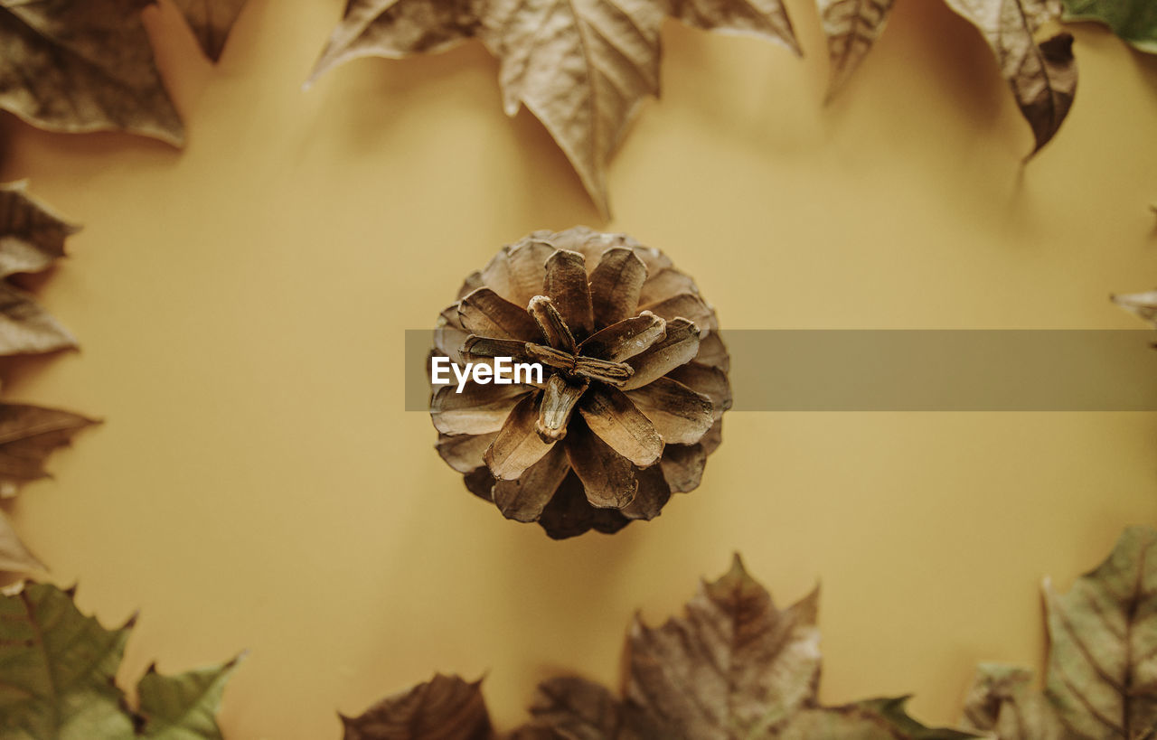 Selective focus flat lay autumn colorful maple leaves and dry pine cone on isolated brown background 