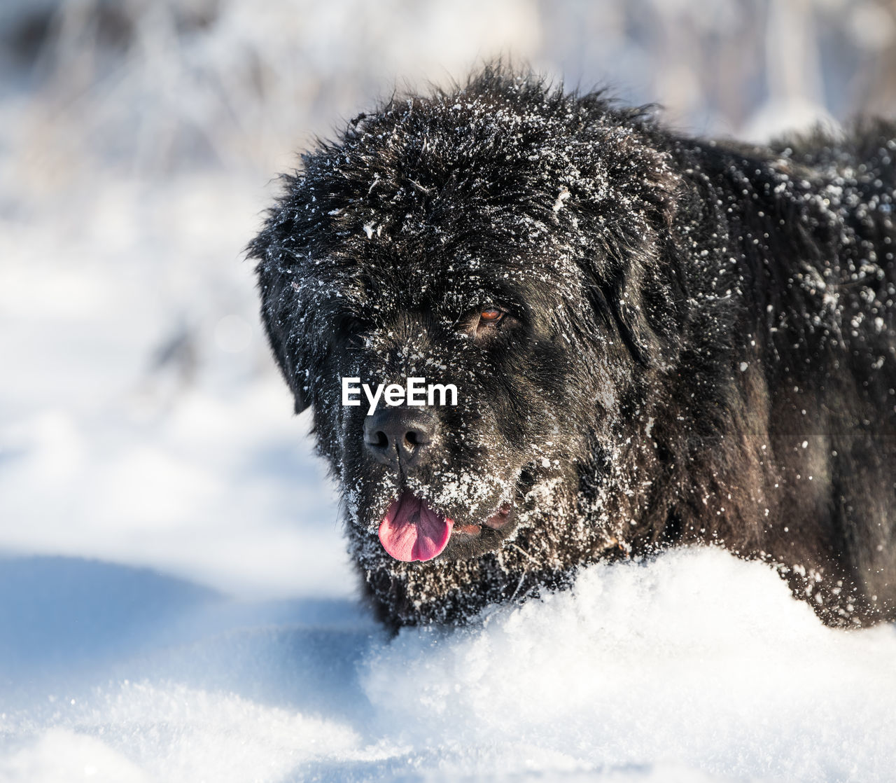 Newfoundland in winterwonderland
