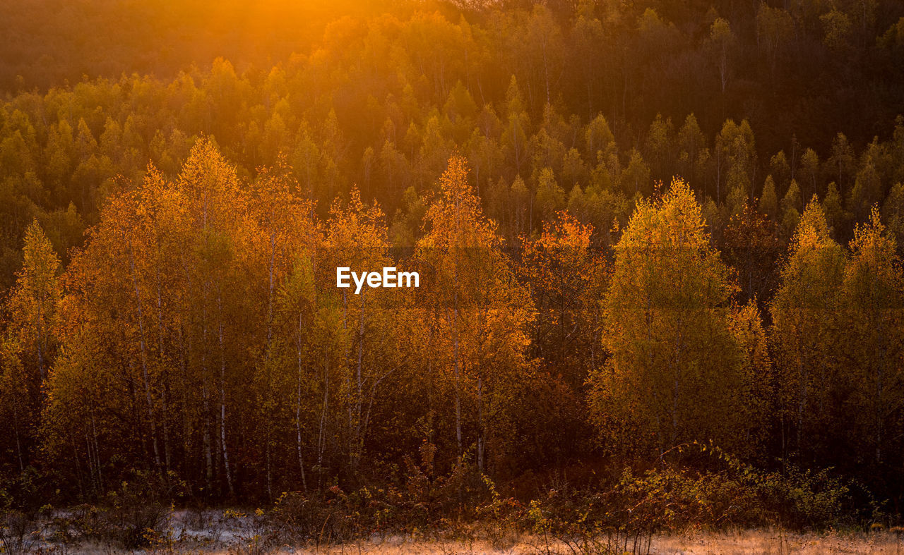 PLANTS GROWING ON LAND DURING AUTUMN