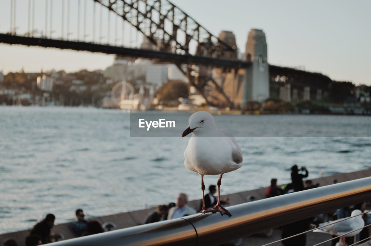 Seagull perching against sydney harbor bridge