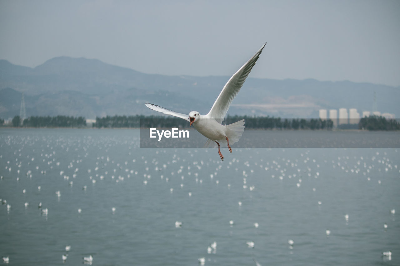 SEAGULL FLYING ABOVE SEA