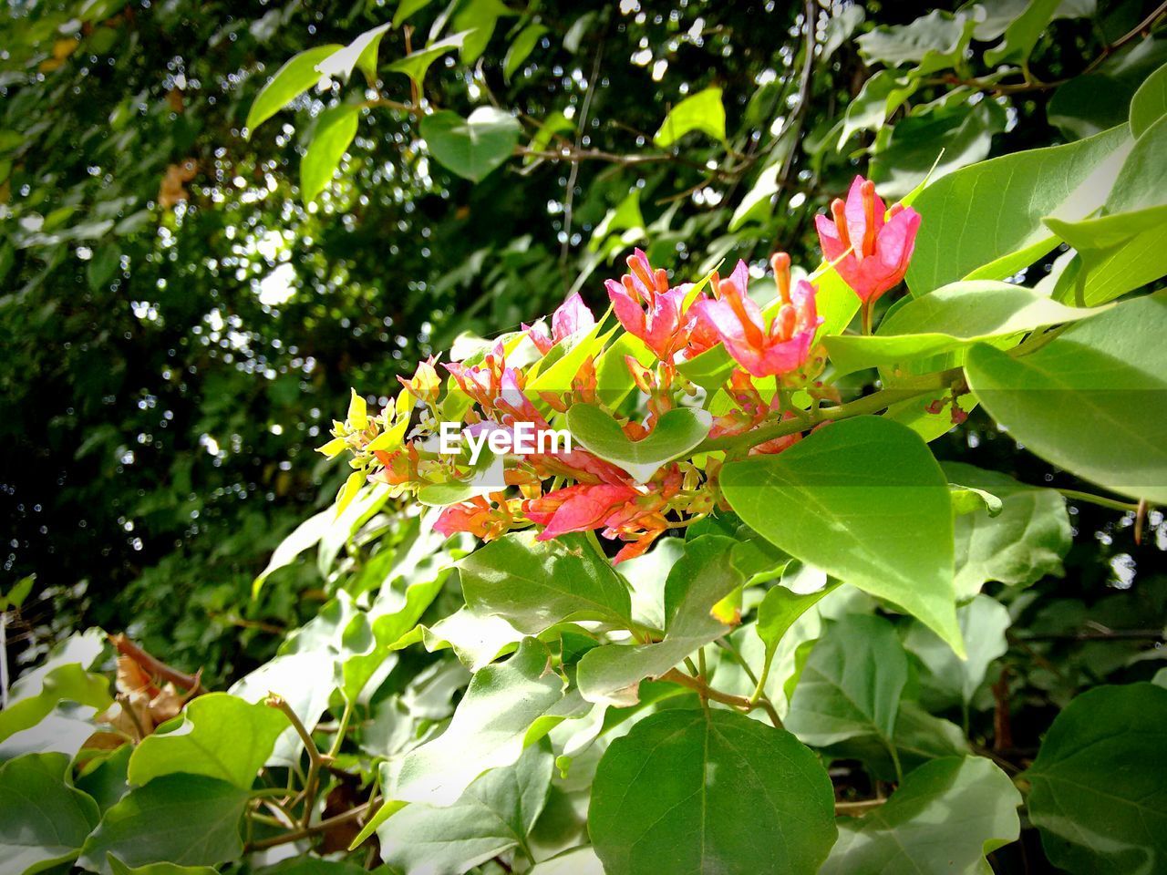 CLOSE-UP OF FRESH FLOWERS ON TREE