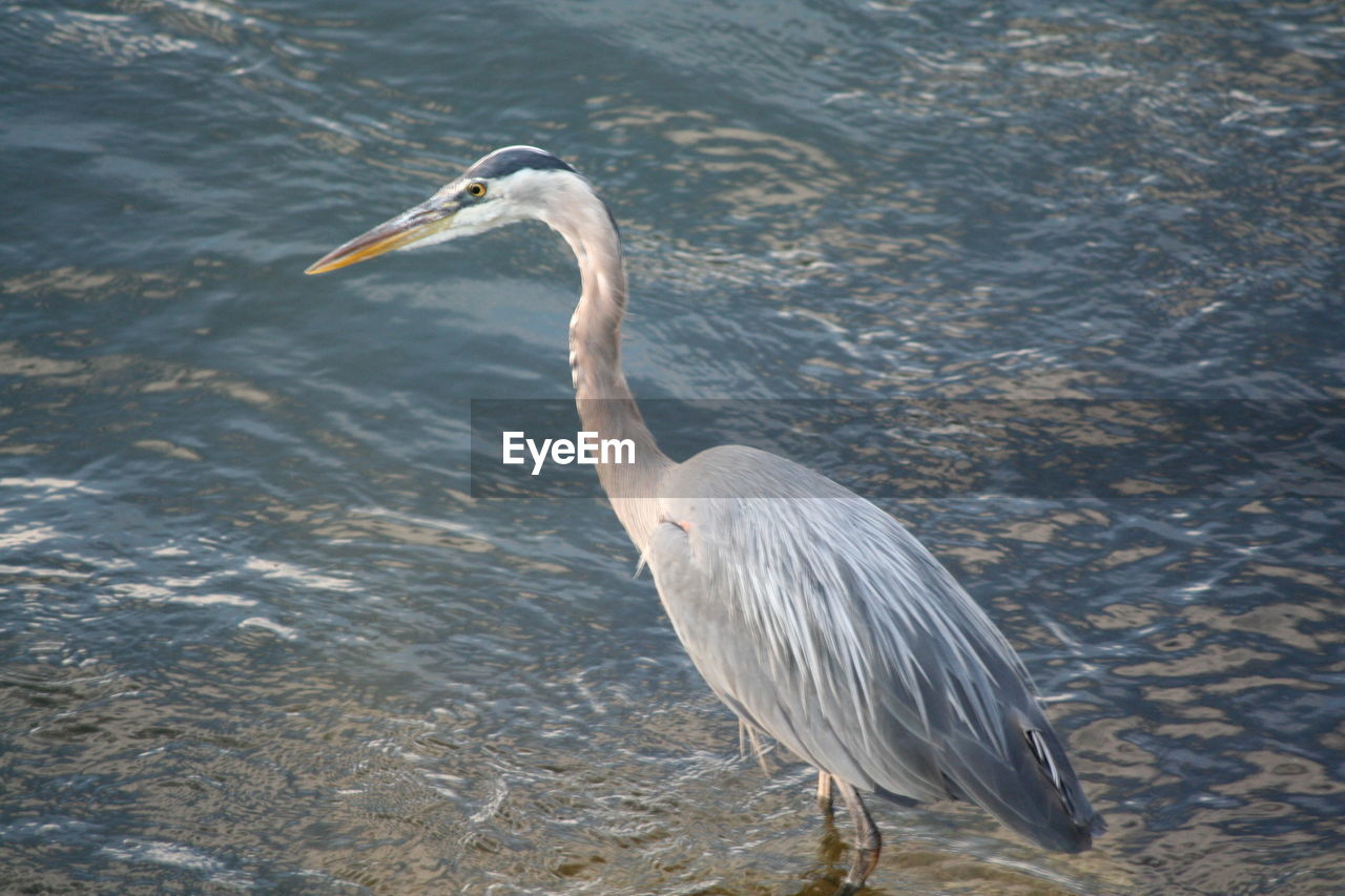 Close-up of gray heron in lake