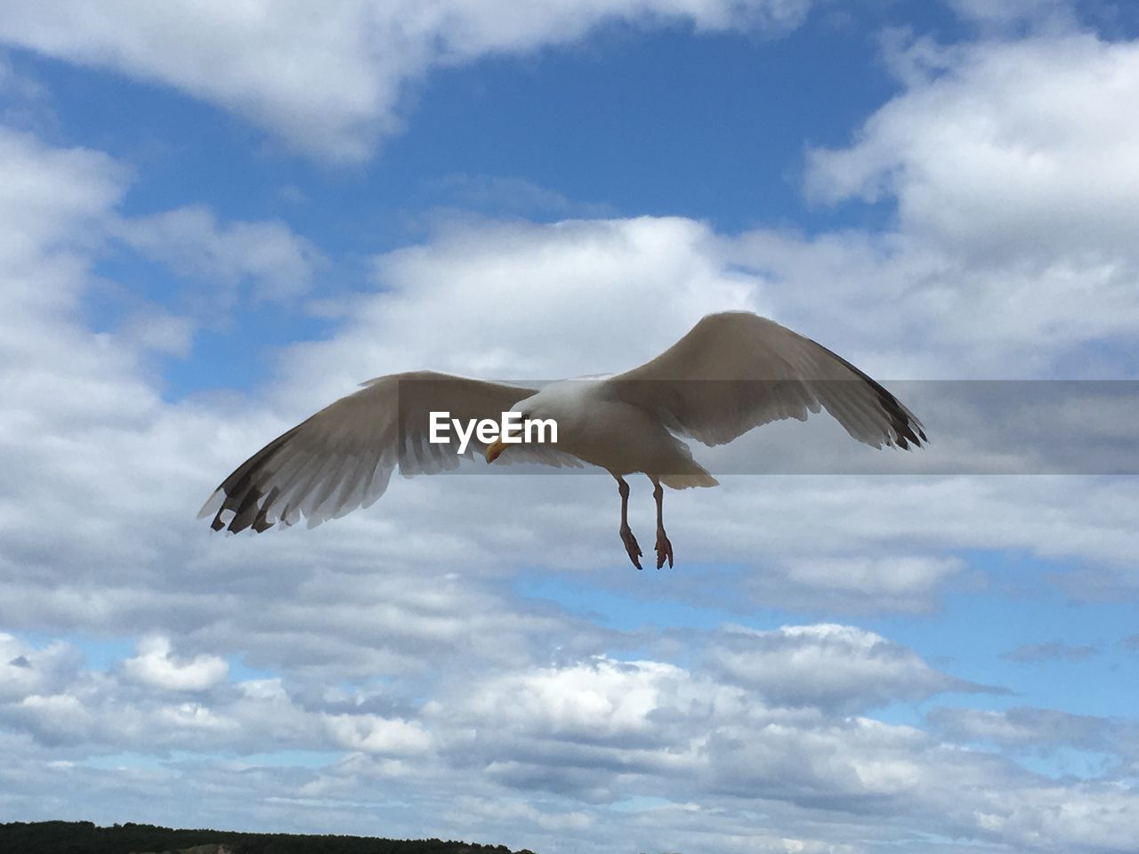 Low angle view of seagull flying in sky