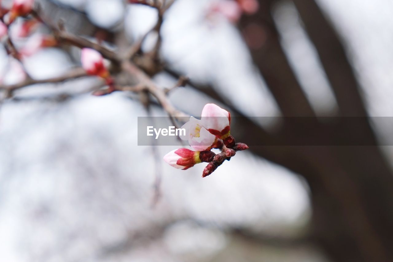 CLOSE-UP OF CHERRY BLOSSOMS ON TREE