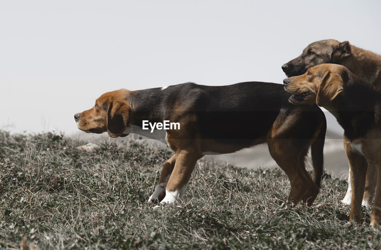 SIDE VIEW OF A DOG ON FIELD