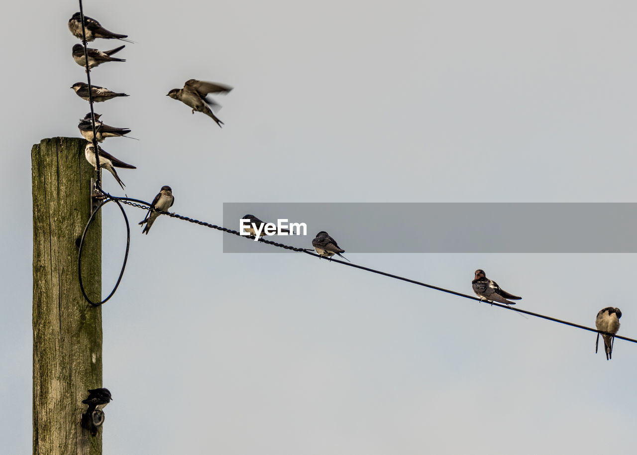 LOW ANGLE VIEW OF BIRDS ON CABLE
