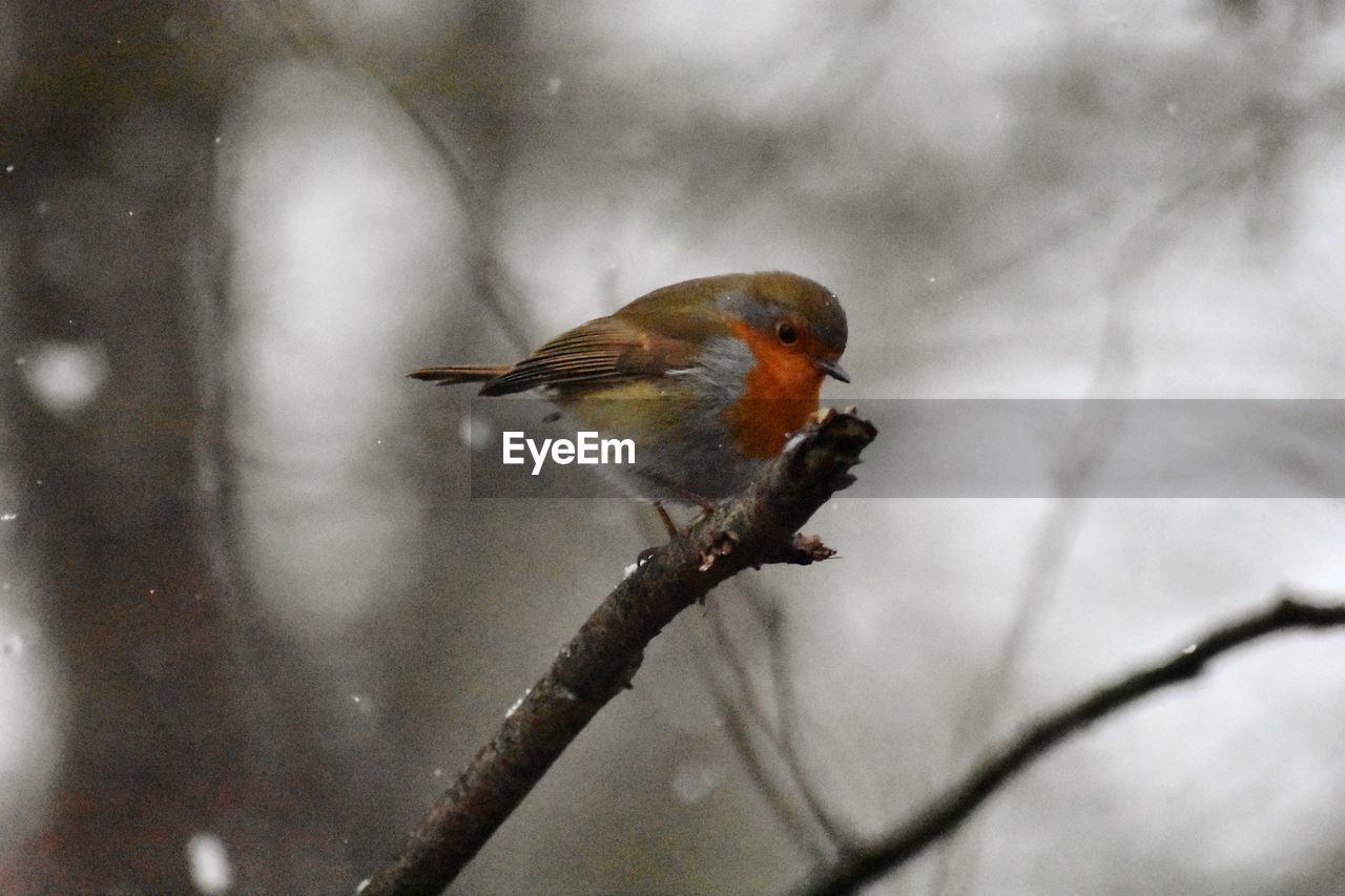 CLOSE-UP OF SPARROW PERCHING ON BRANCH