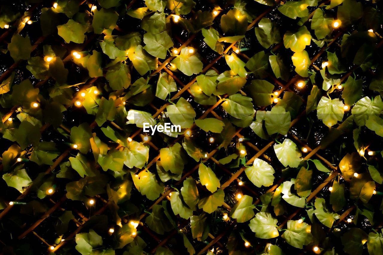 Full frame shot of christmas lights hanging on tree