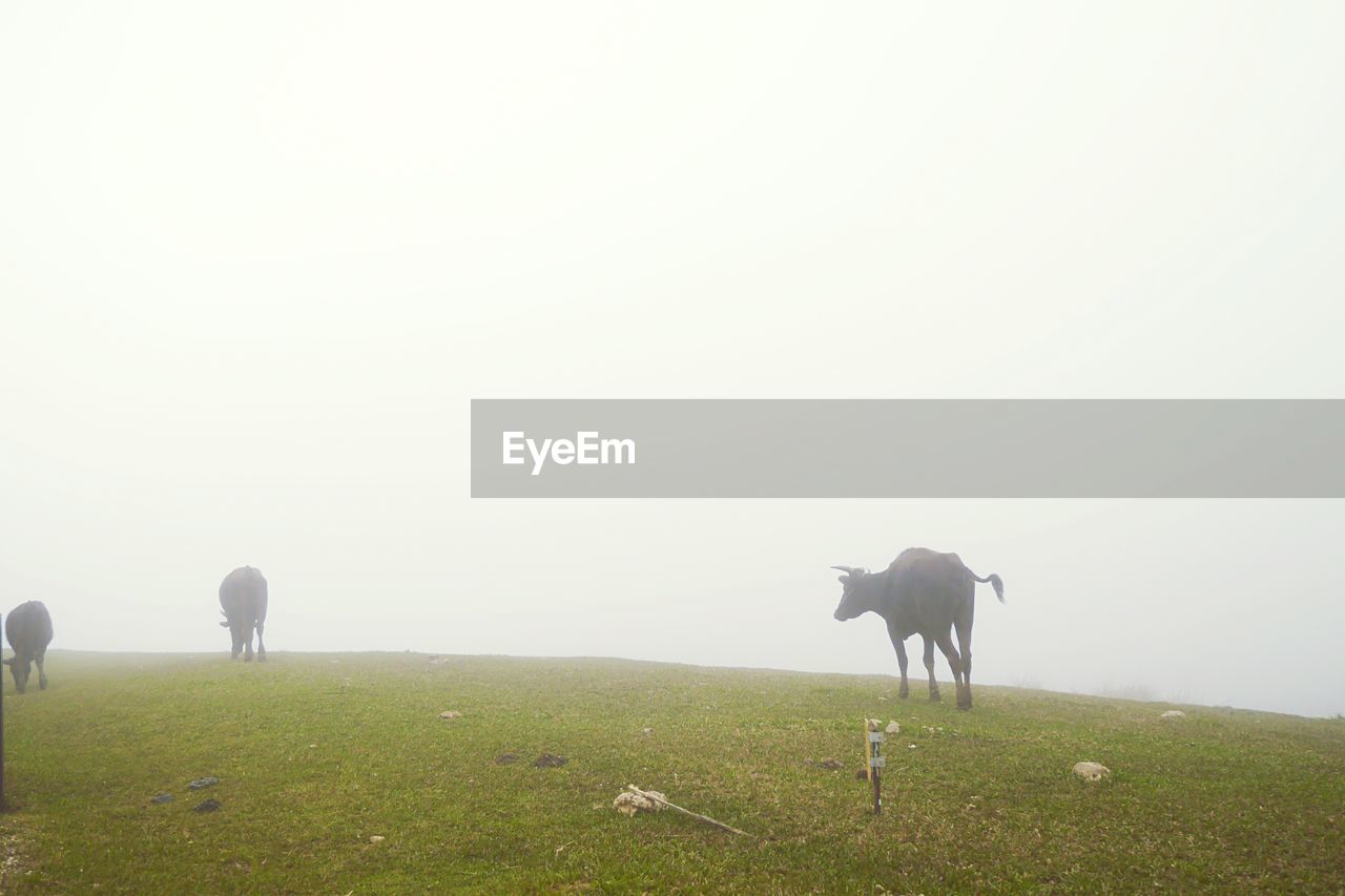 HORSES STANDING ON FIELD AGAINST SKY