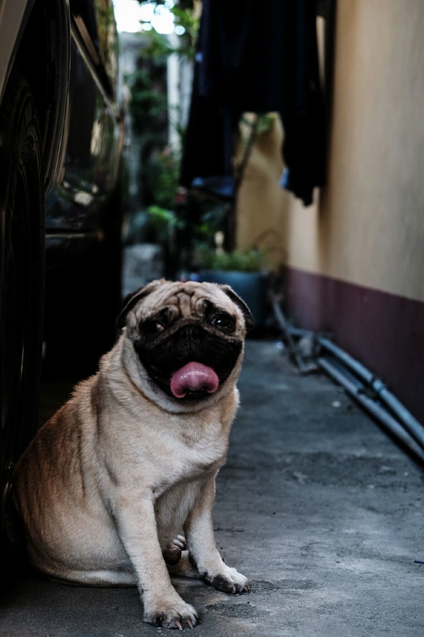 CLOSE-UP OF DOG SITTING IN MOUTH