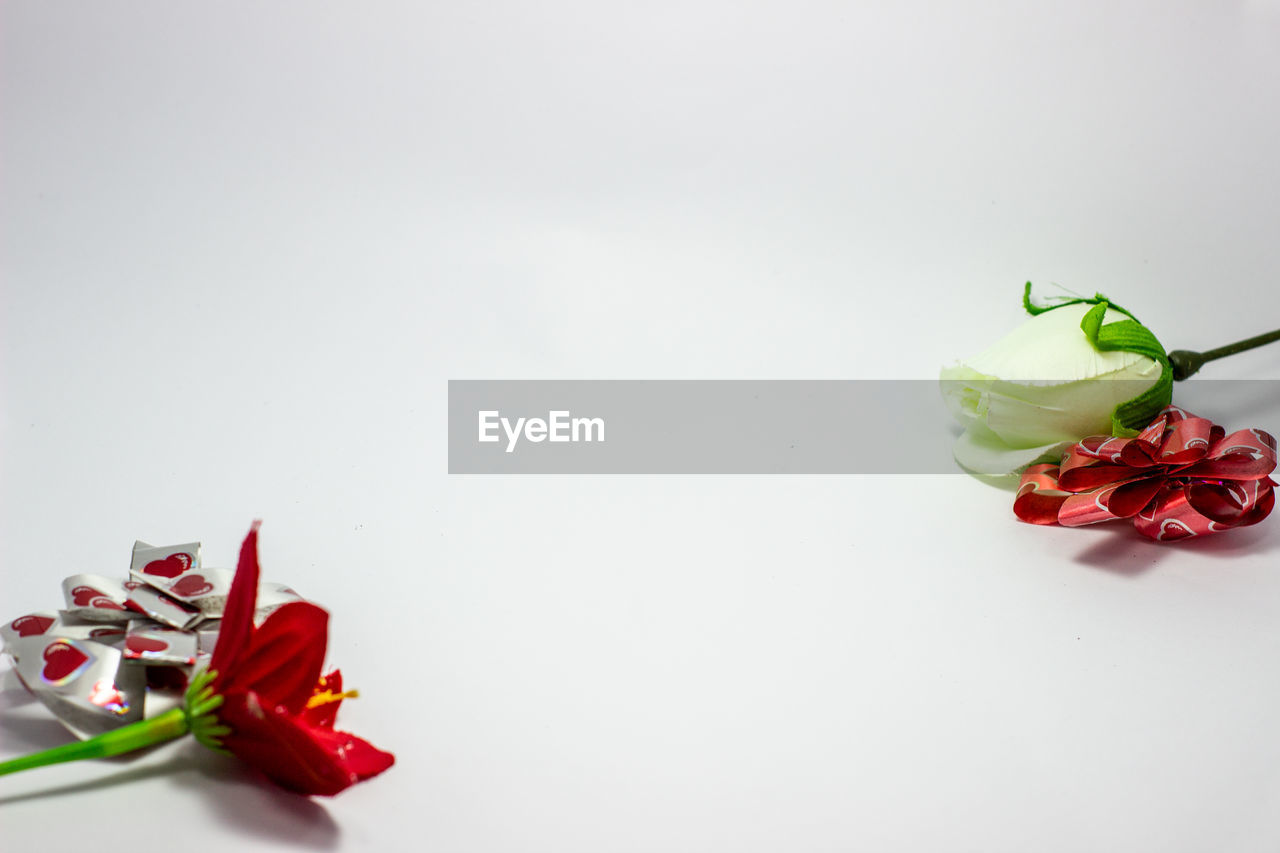 CLOSE-UP OF RED ROSE AGAINST WHITE BACKGROUND