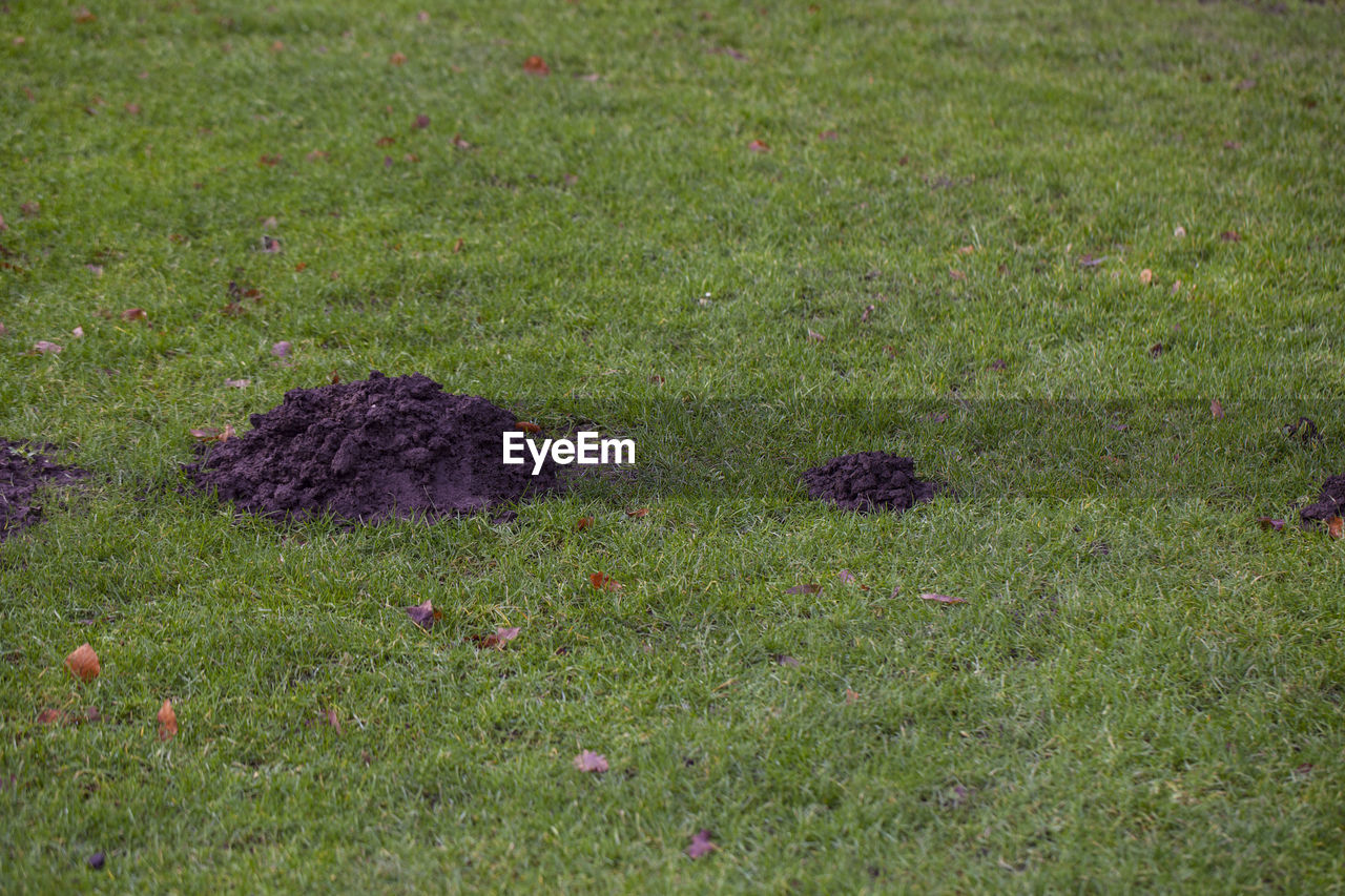 HIGH ANGLE VIEW OF HOUSEFLY ON FIELD
