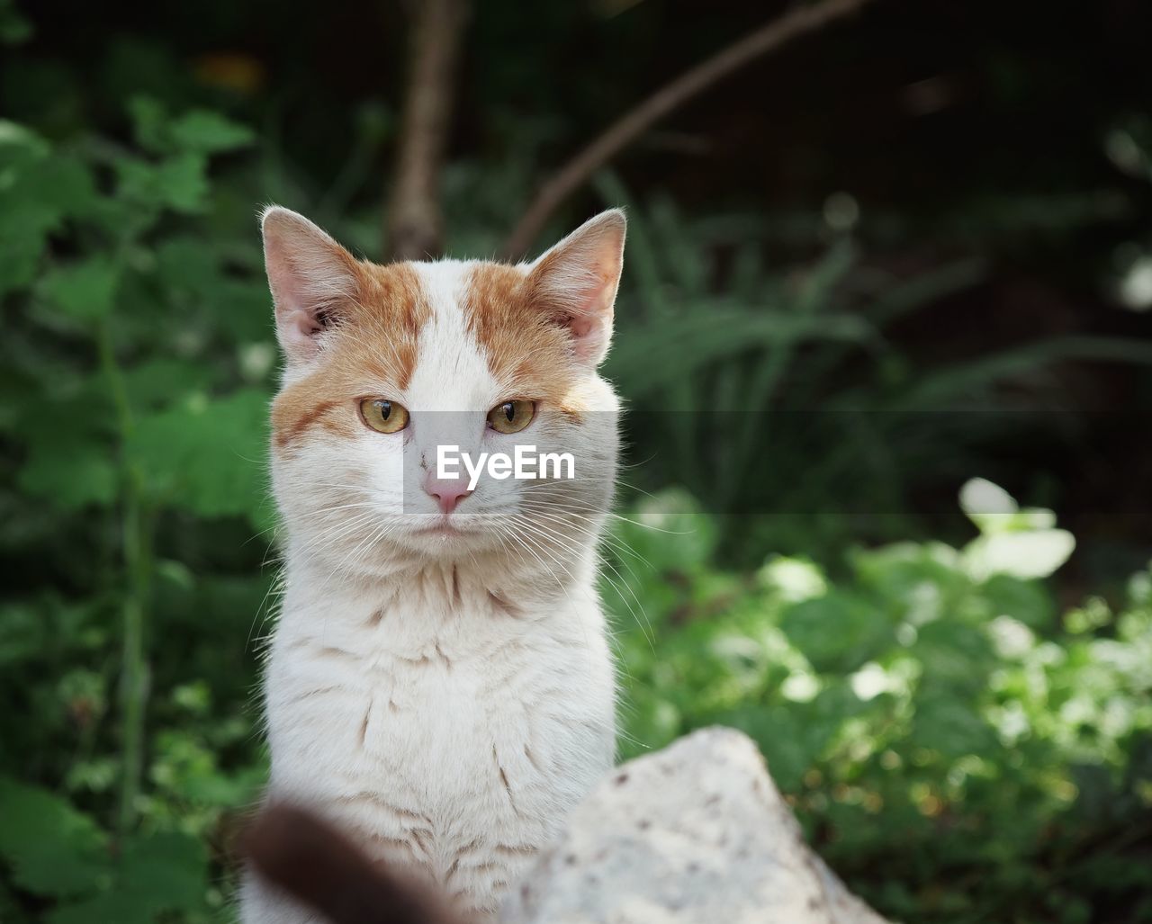 pet, cat, animal themes, mammal, animal, domestic animals, domestic cat, one animal, feline, portrait, small to medium-sized cats, whiskers, looking at camera, felidae, no people, plant, nature, looking, animal body part, focus on foreground, sitting, day, outdoors, cute, front or back yard