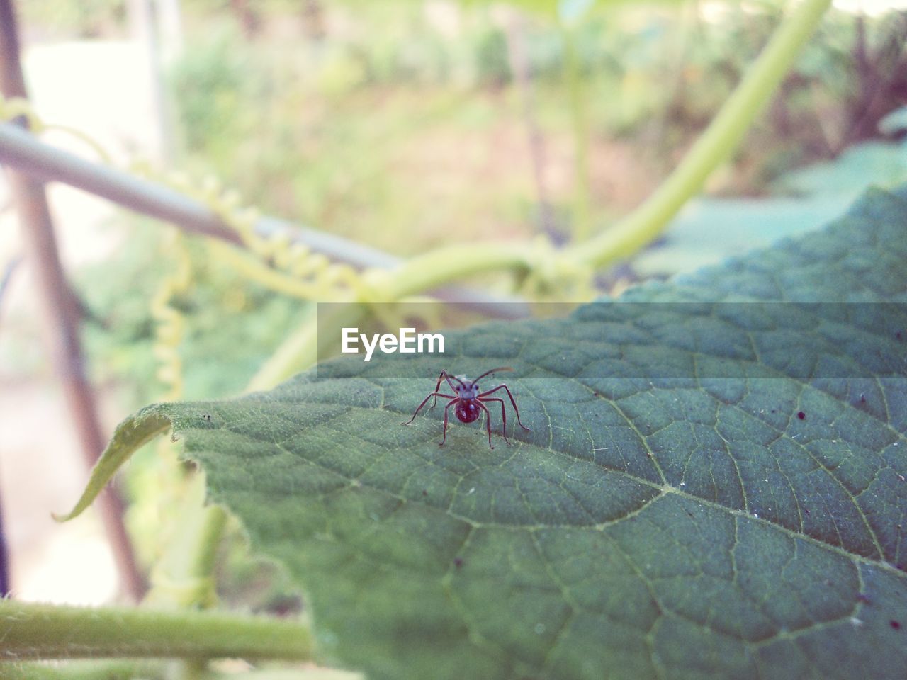 INSECT ON LEAF