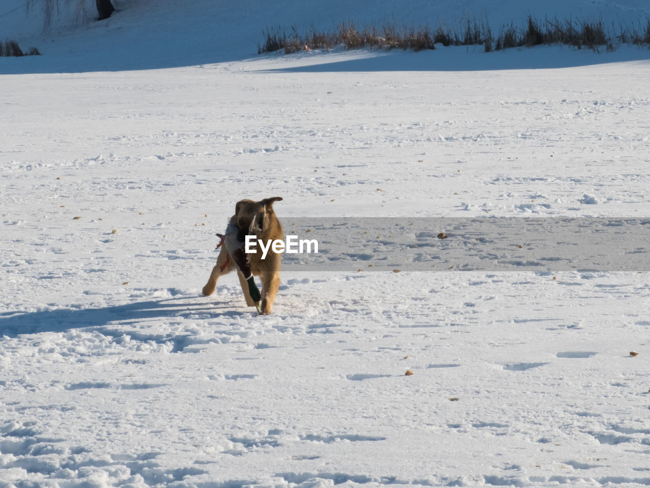 A stray dog caught a duck and carries it in its teeth in winter on the ice of a lake in the city