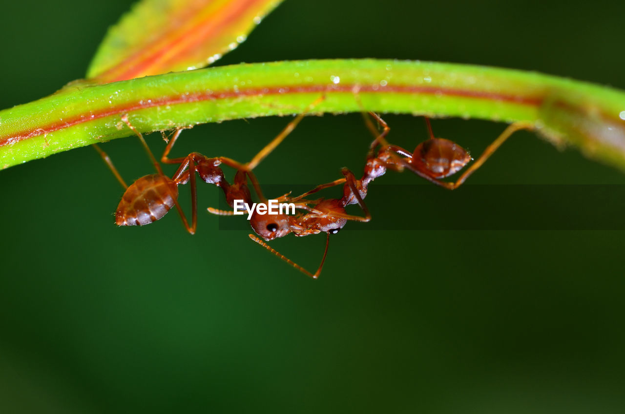 INSECT ON LEAF