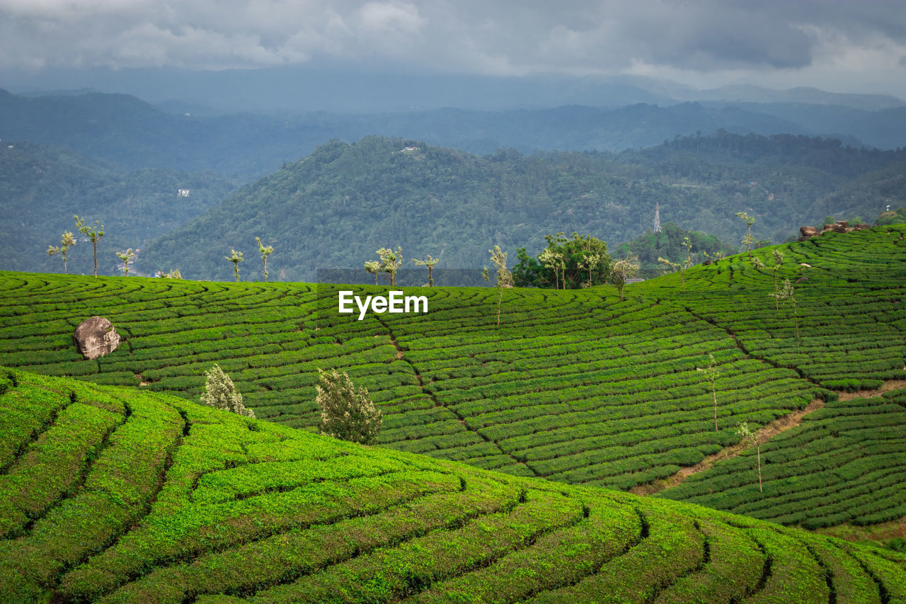 Tea gardens in the foothills of western ghat 