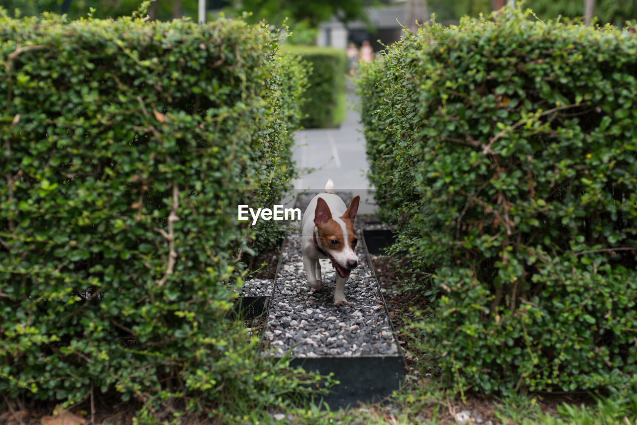 Portrait of dog on small plants,jack russell terier.