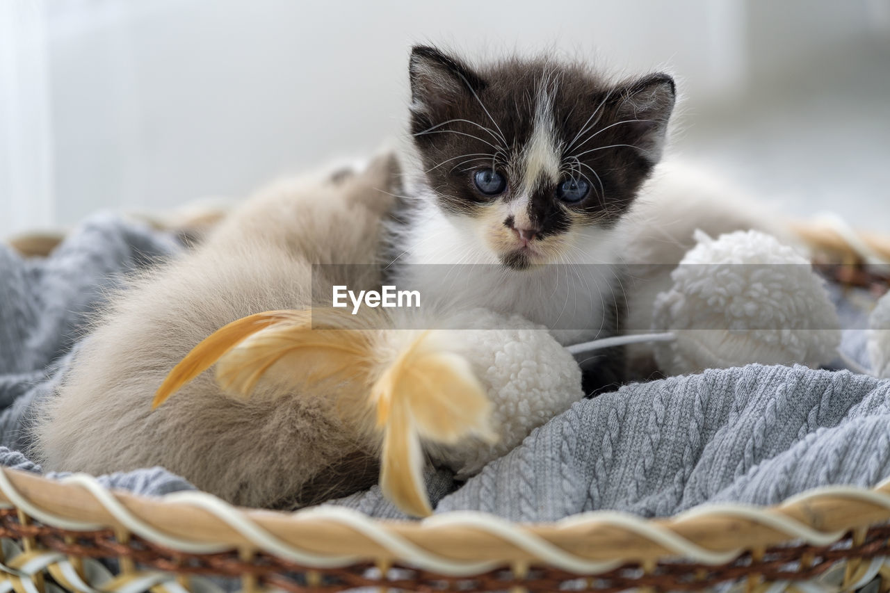 Portrait of cat relaxing in basket