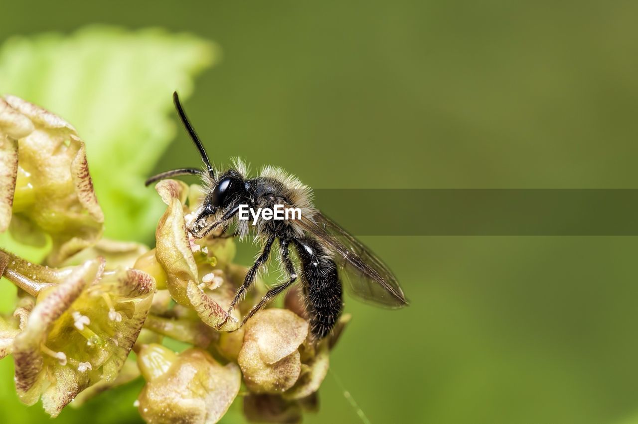 Close-up of insect on flower