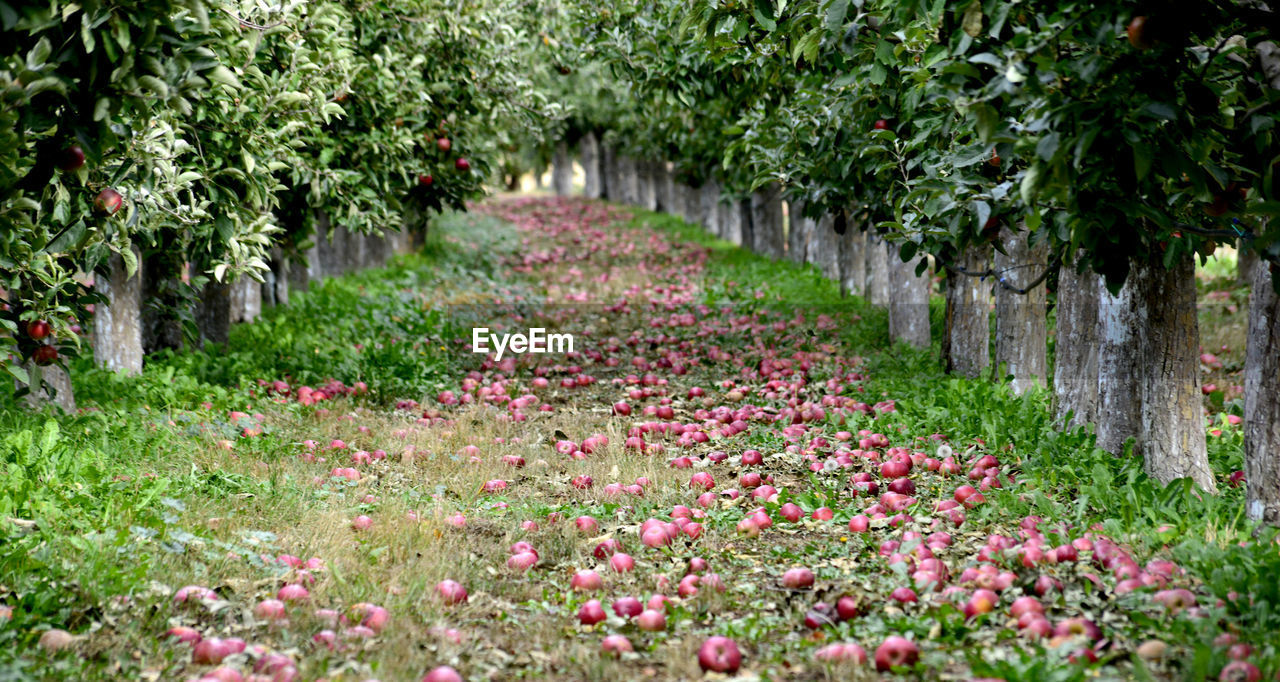 FLOWERING PLANTS IN PARK