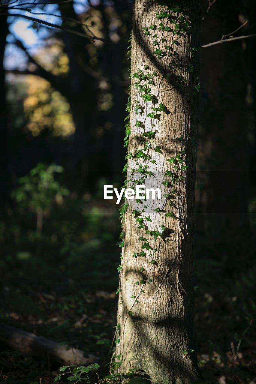 CLOSE-UP OF TREE TRUNKS IN FOREST