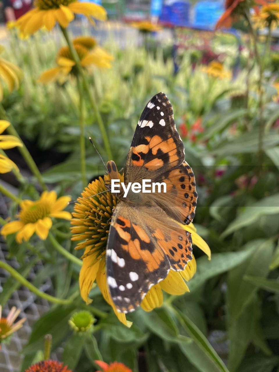 CLOSE-UP OF BUTTERFLY POLLINATING FLOWER