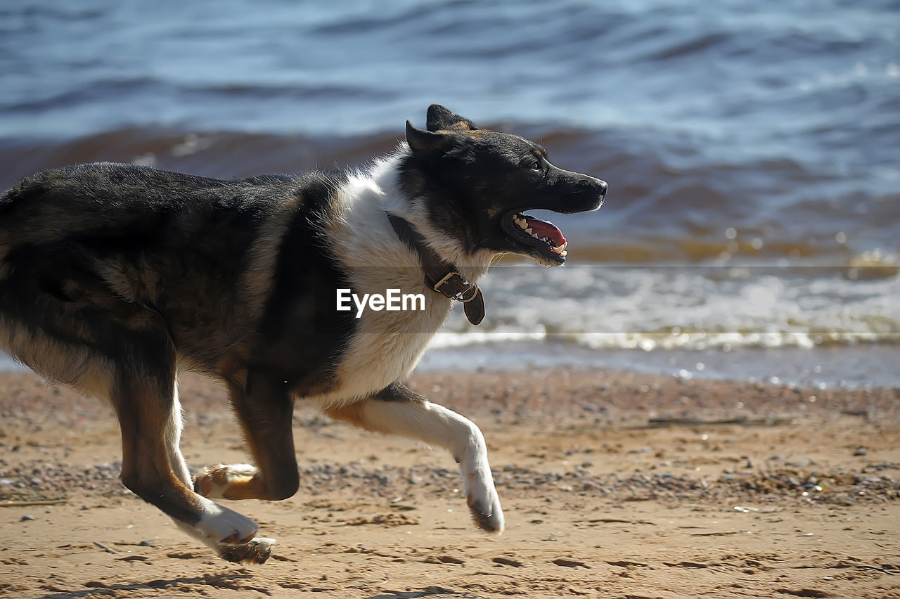 CLOSE-UP OF DOG ON BEACH