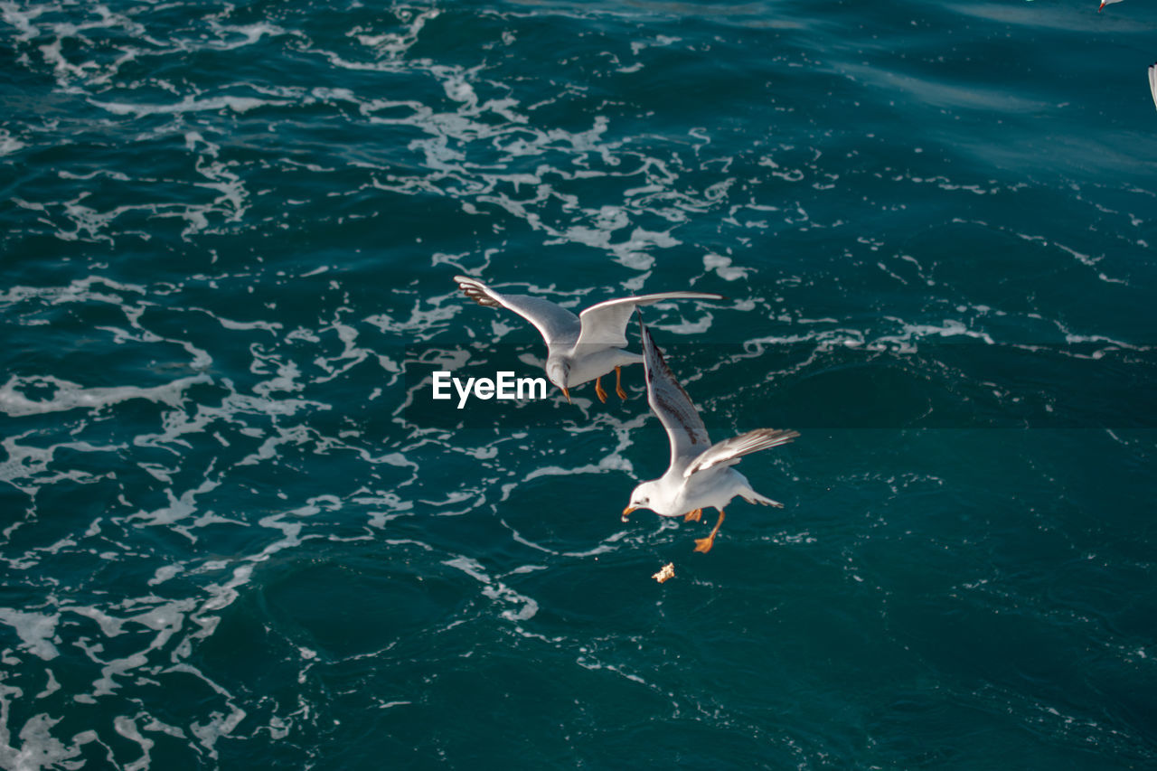 HIGH ANGLE VIEW OF TURTLE IN SEA