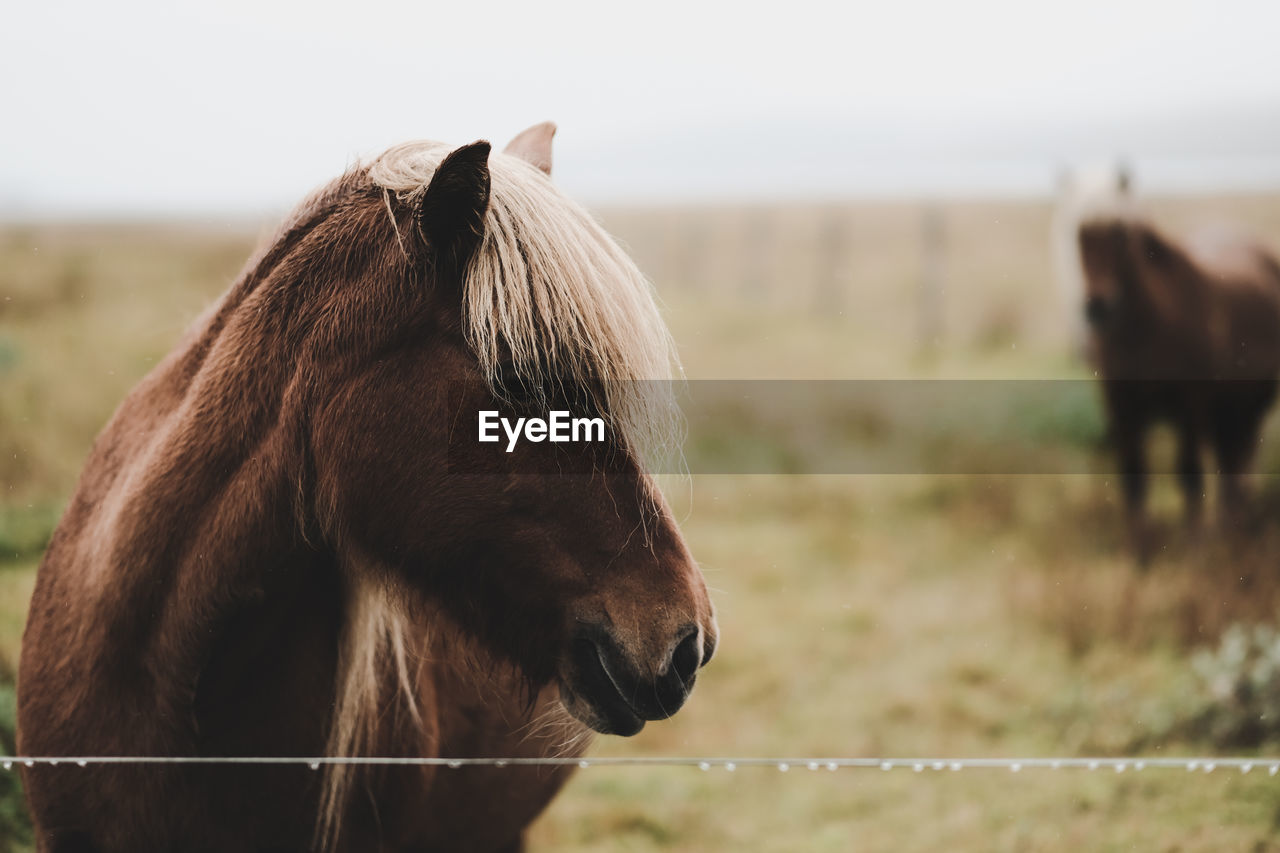 Close-up of horse standing at ranch