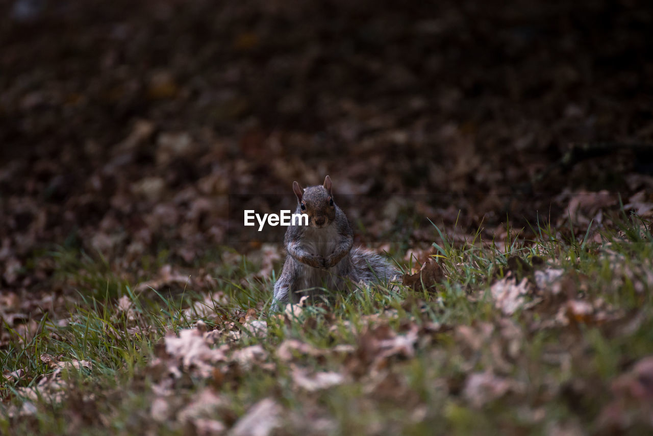 VIEW OF SQUIRREL SITTING ON LAND