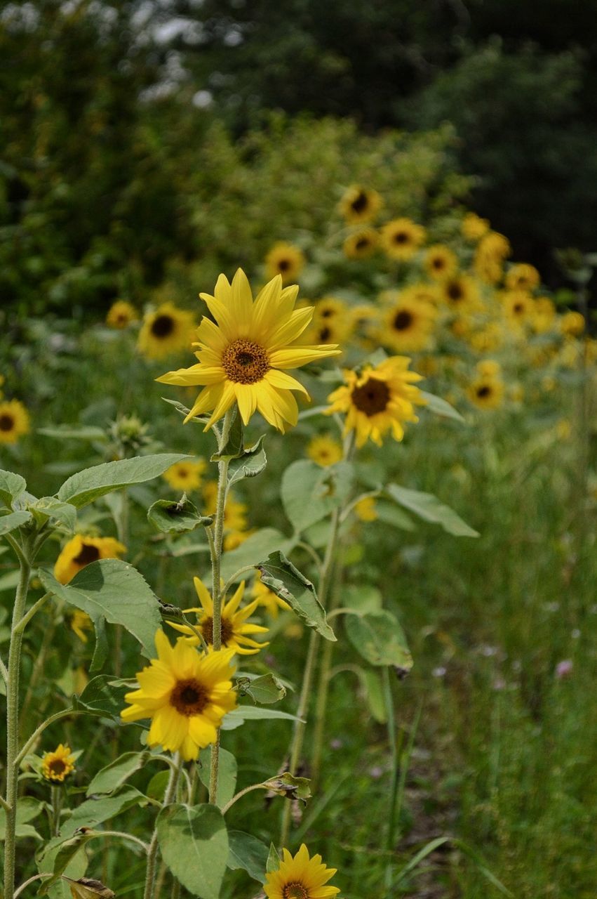 CLOSE-UP OF YELLOW FLOWERS BLOOMING