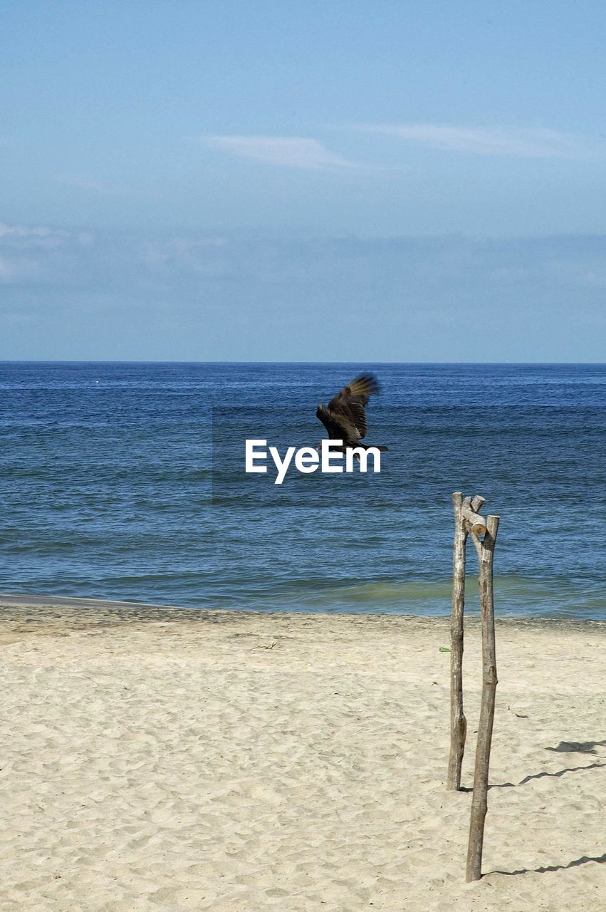 Bird on beach against sky