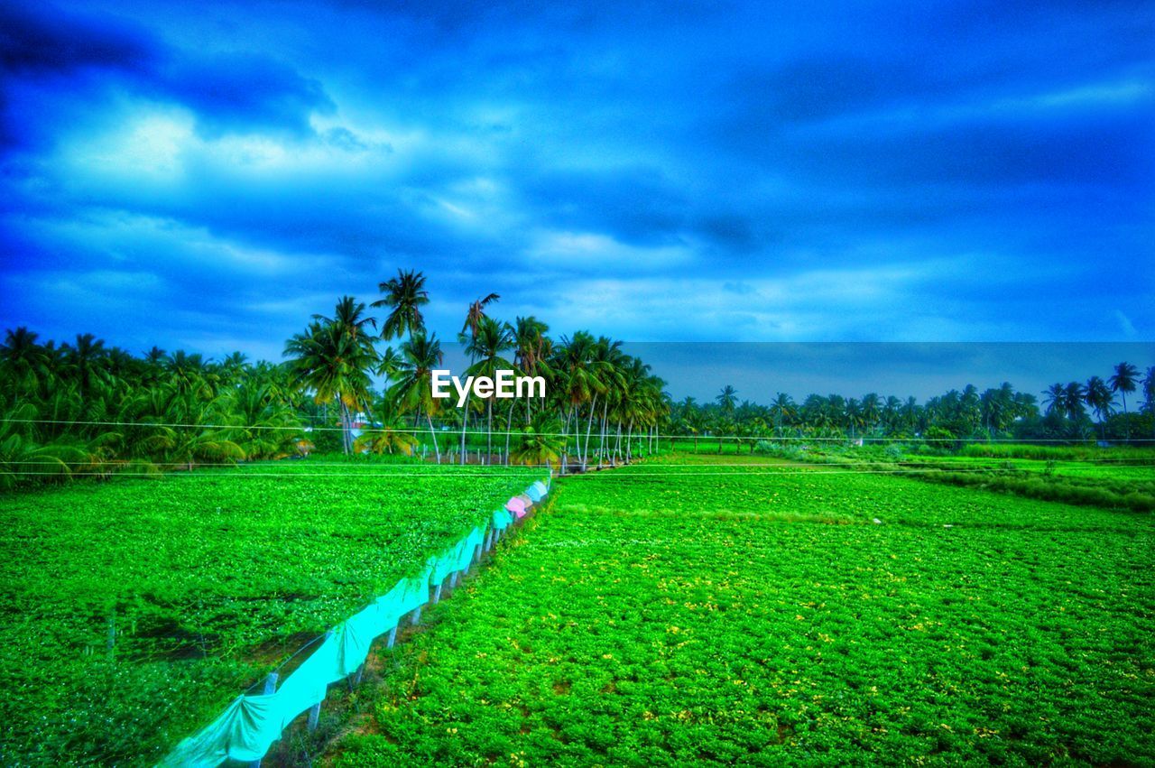 AGRICULTURAL FIELD AGAINST SKY