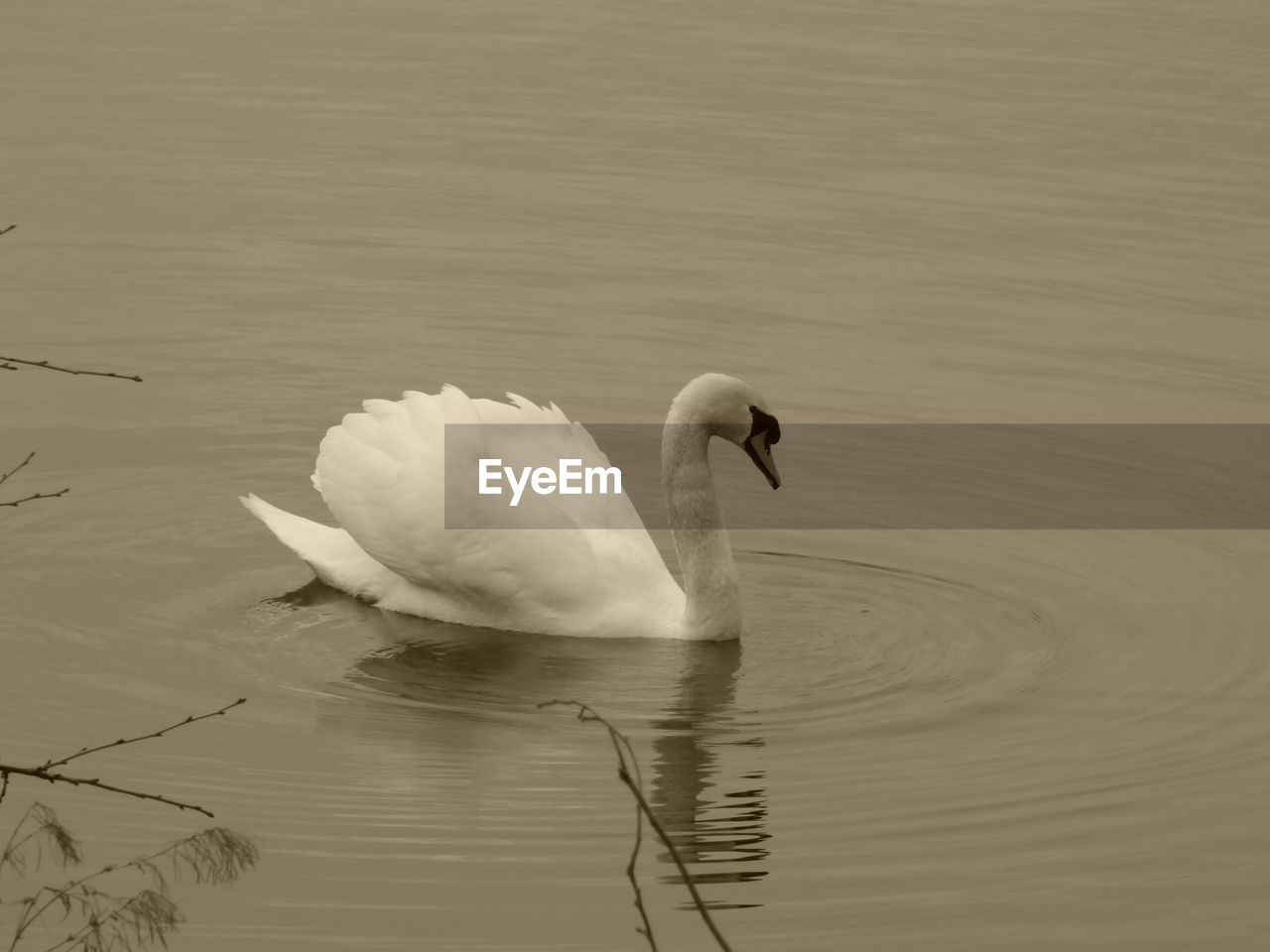 CLOSE-UP OF SWAN WITH WATER