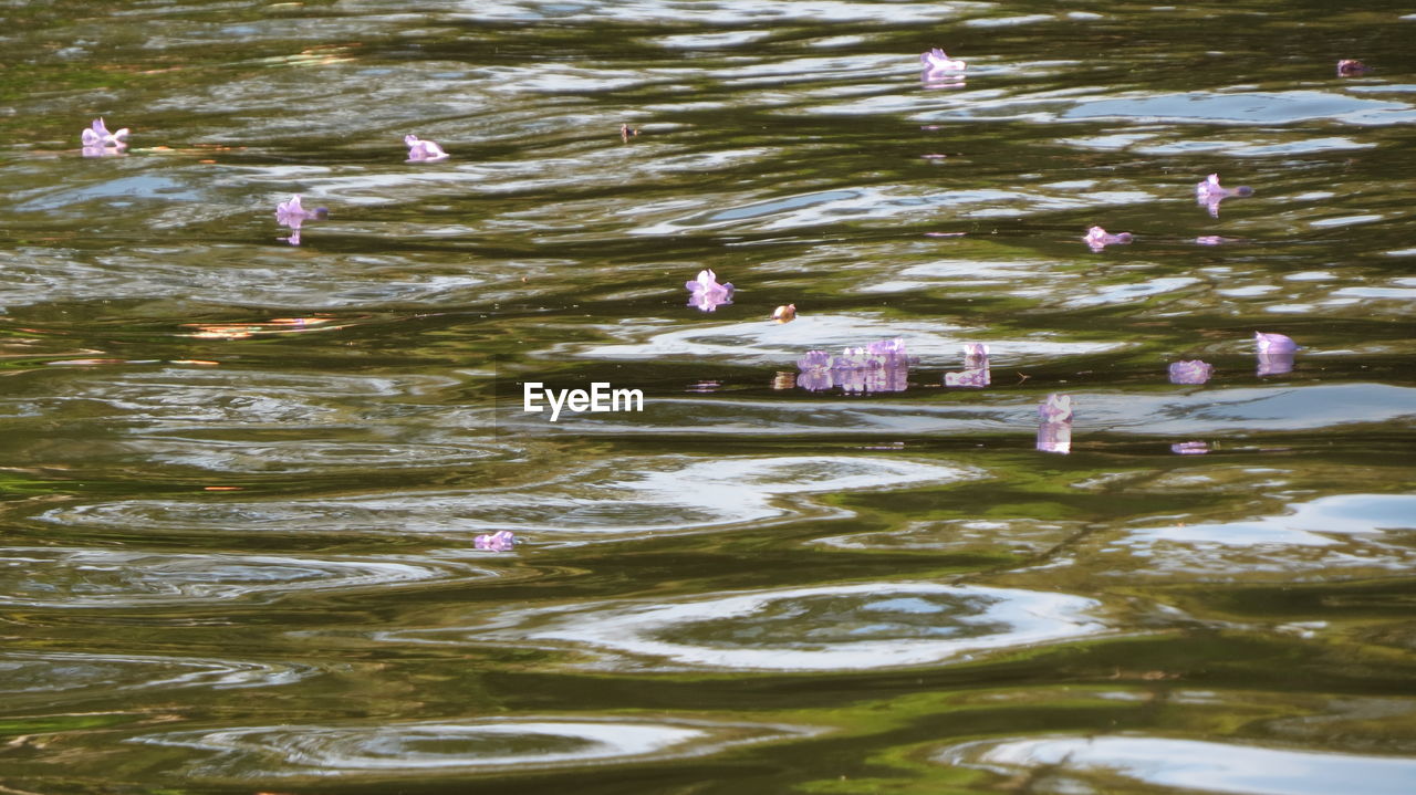 HIGH ANGLE VIEW OF DUCKS FLOATING ON WATER