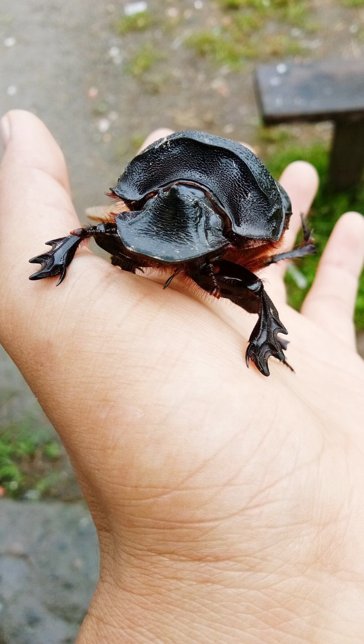 CLOSE-UP OF A HAND HOLDING CRAB