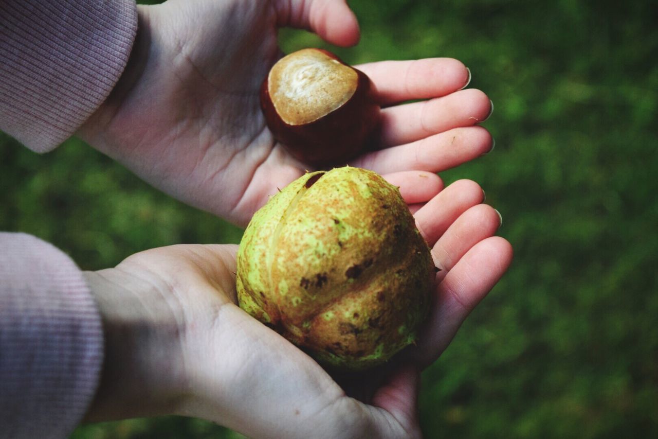 Cropped image of hands holding conker and seed