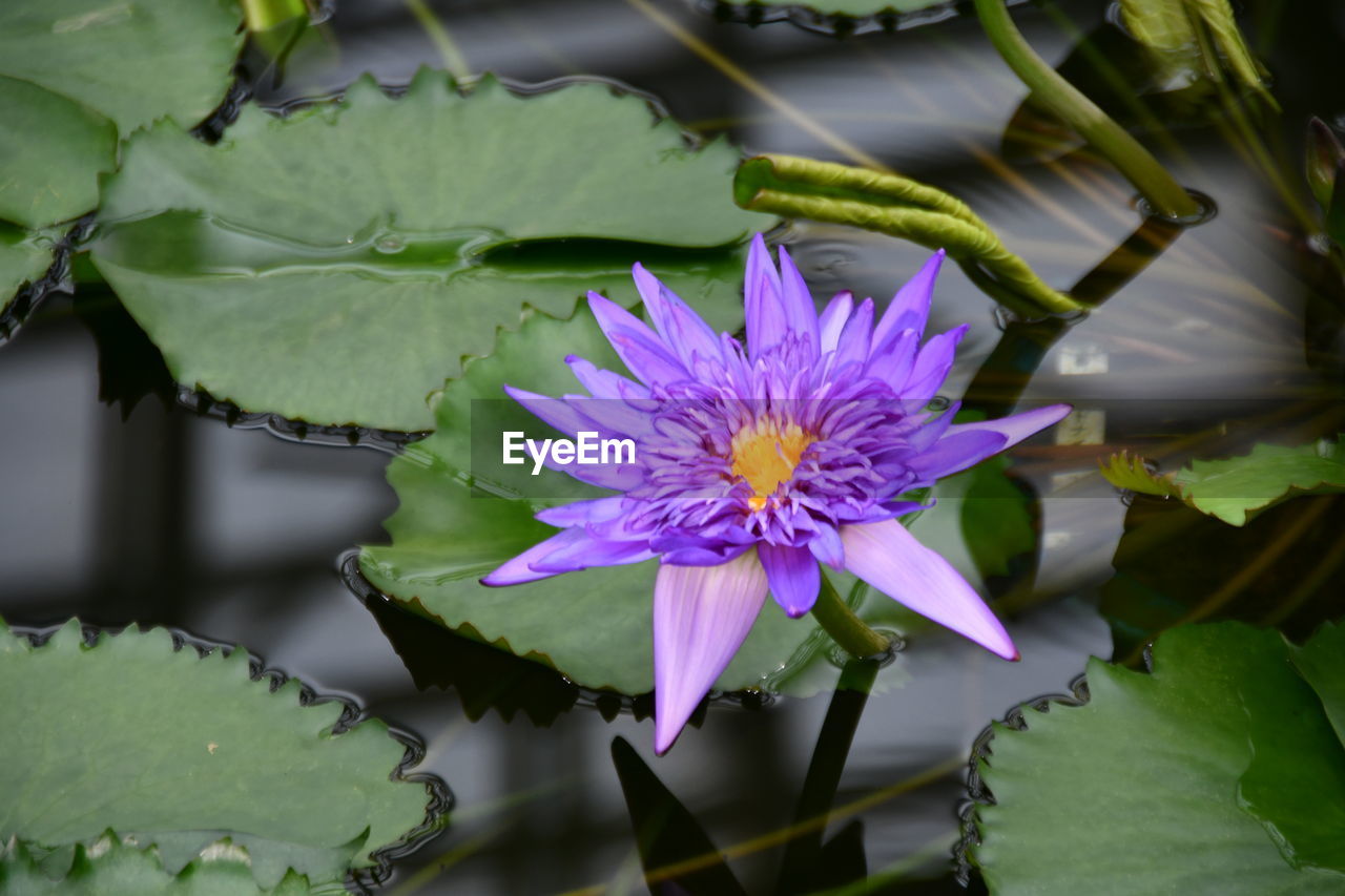 CLOSE-UP OF WATER LILY IN POND