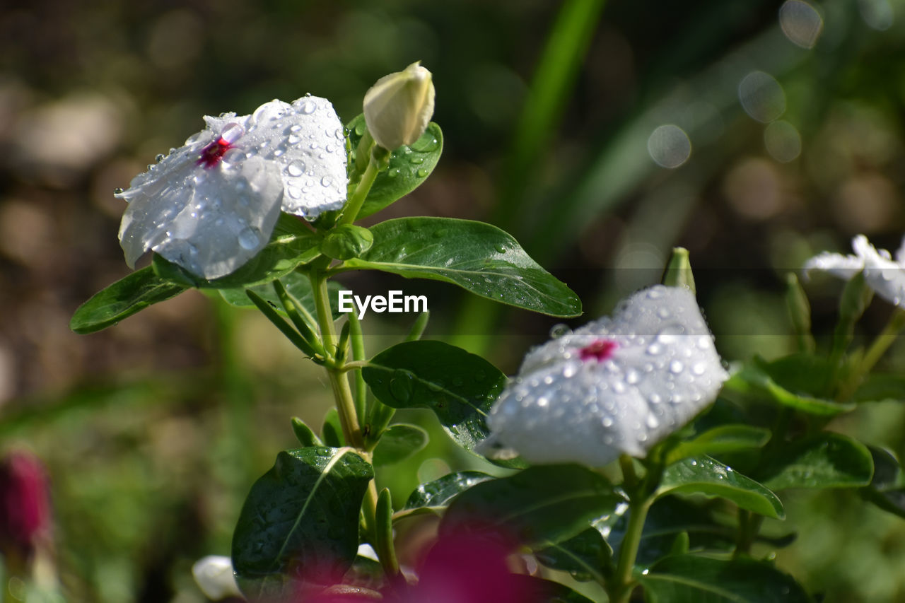 CLOSE-UP OF WATER DROPS ON WHITE ROSE