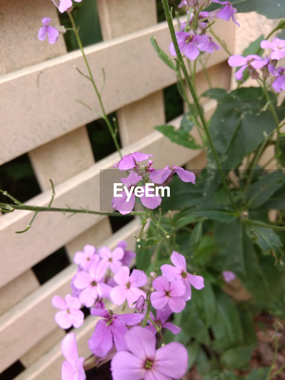 CLOSE-UP OF PINK FLOWERS BLOOMING OUTDOORS