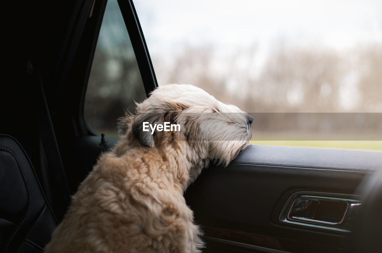 Fluffy dog with his head sticking out of the open window of a car.