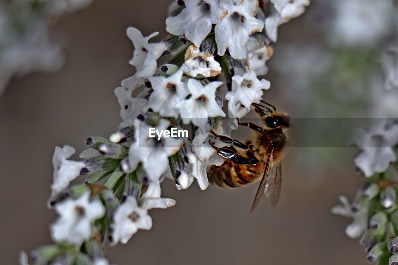 CLOSE-UP OF BEE ON WHITE FLOWER