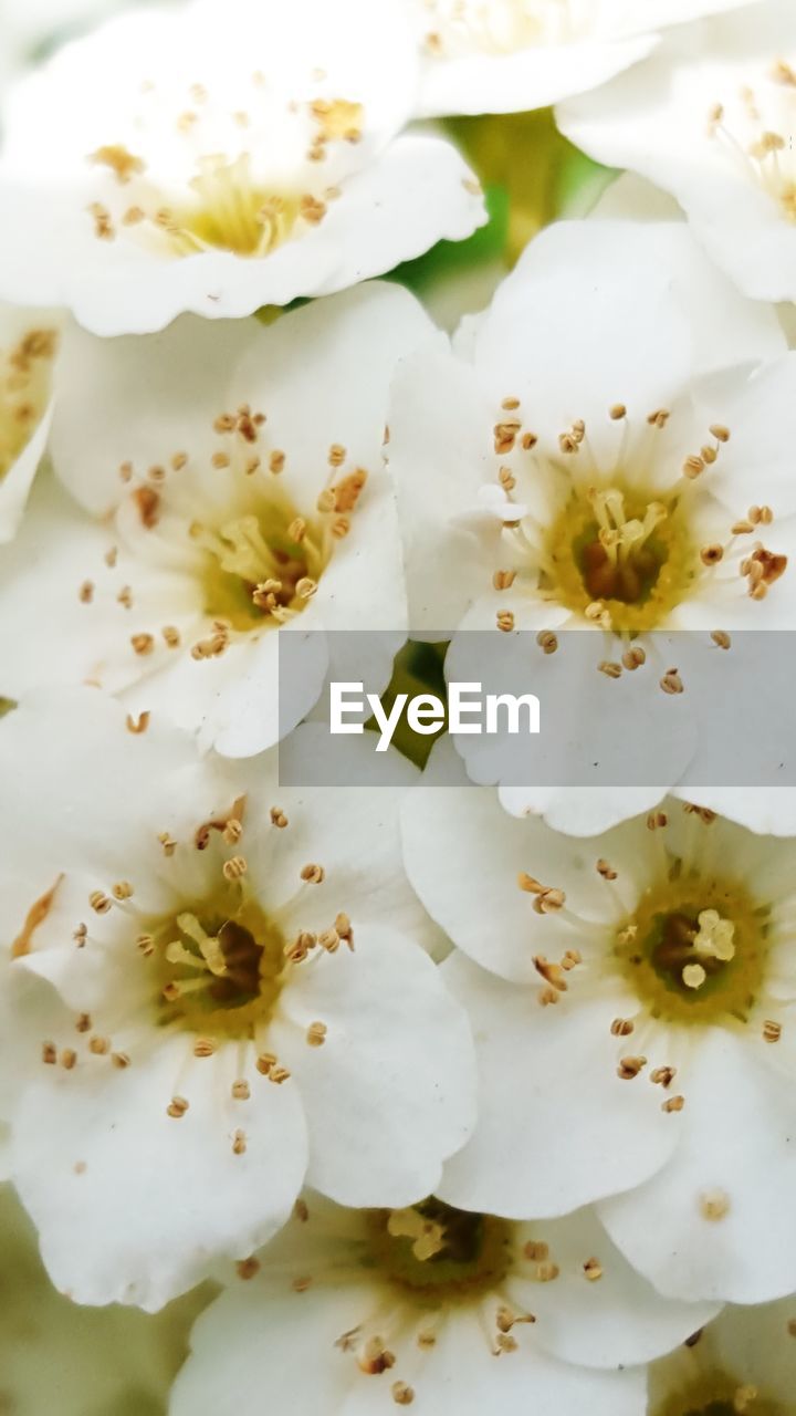 Full frame shot of white flowers