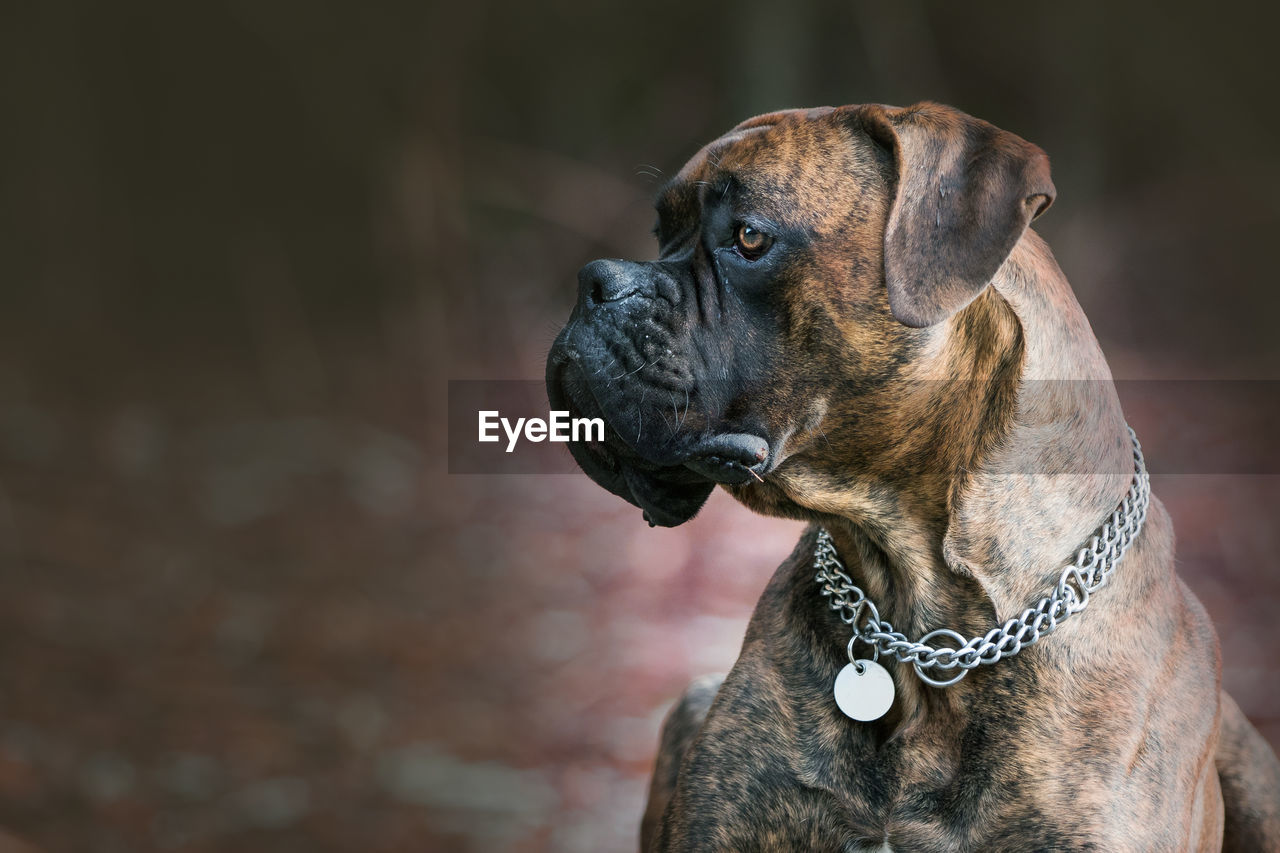 Close-up of dog looking away while sitting on footpath