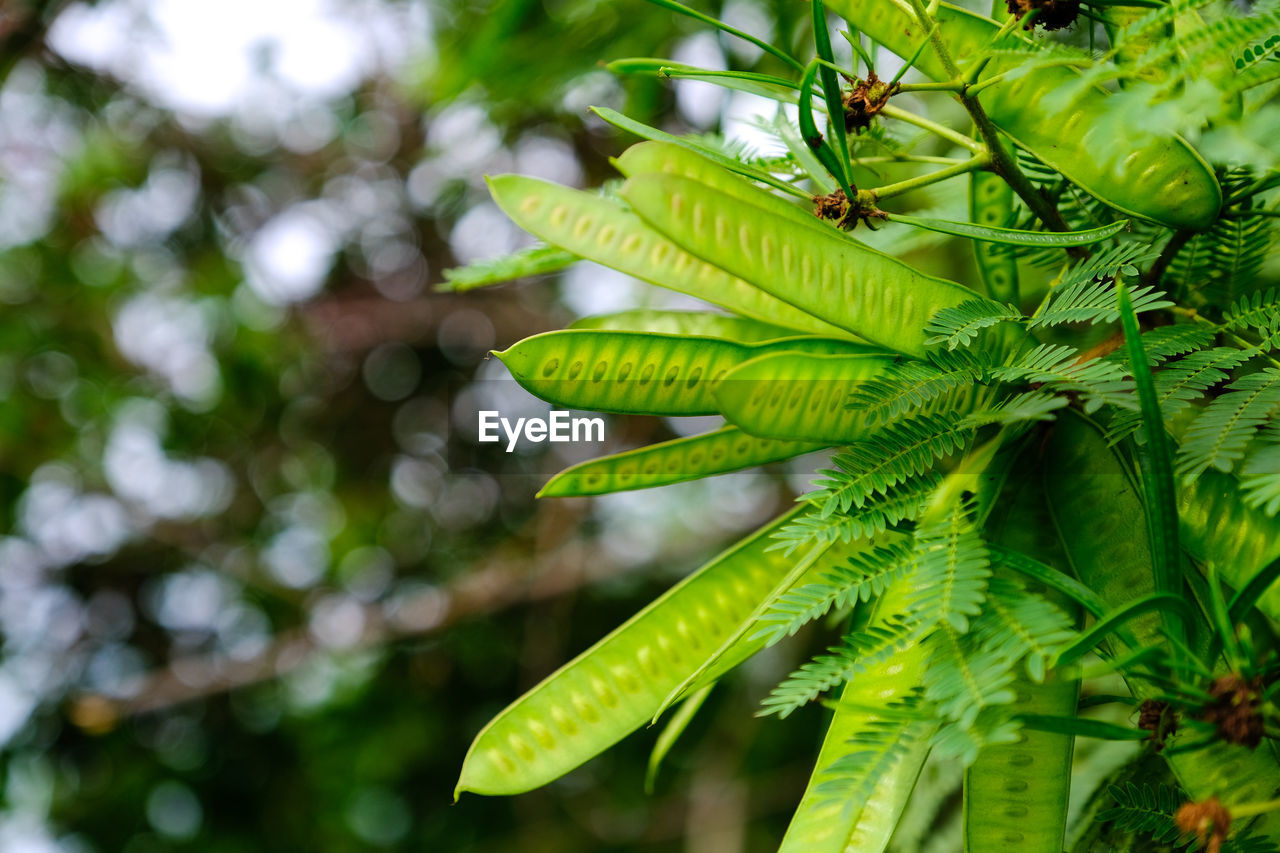 Close-up of fern leaves on tree